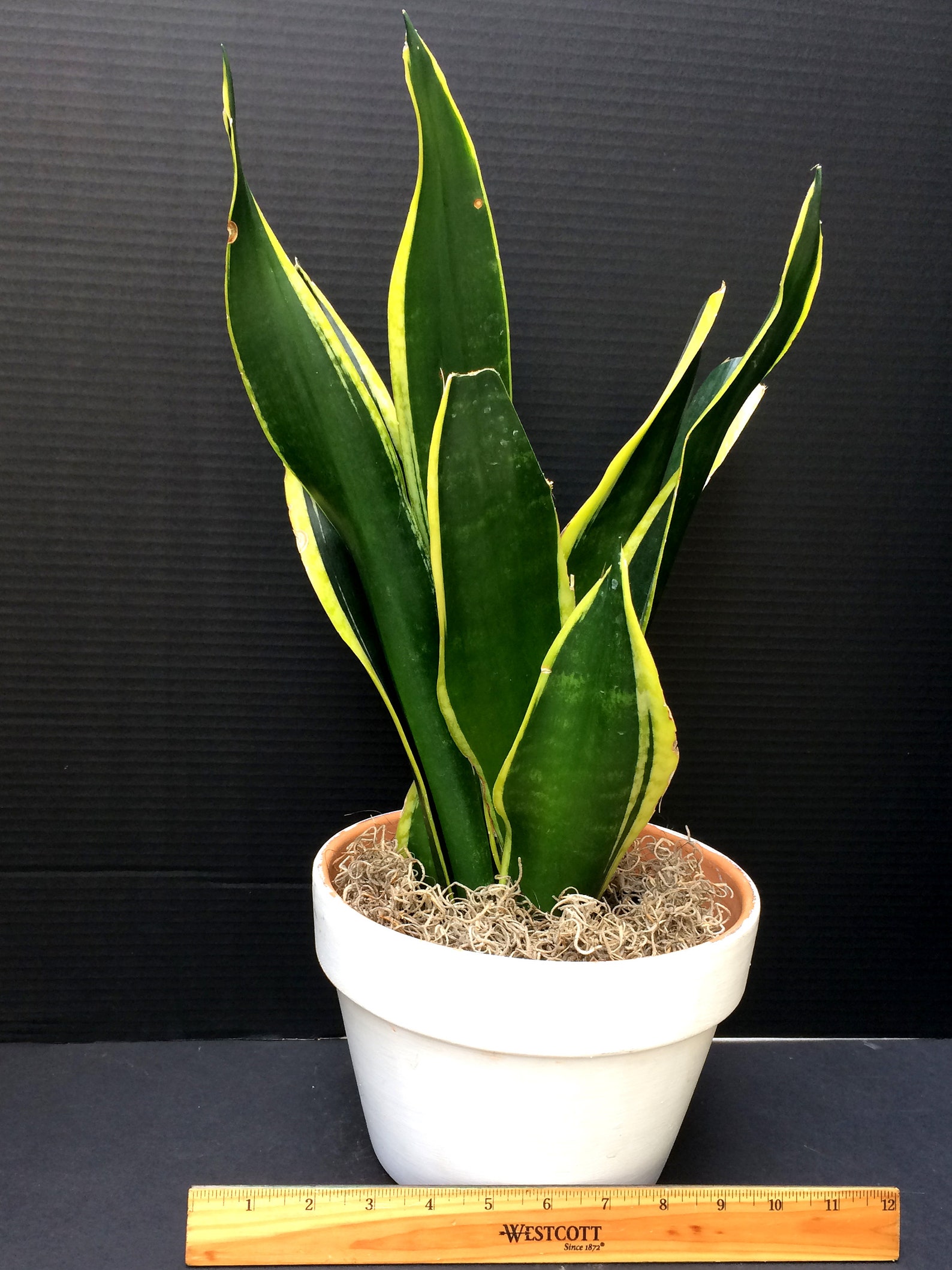 Snake Plant Black Gold