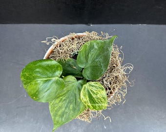 Philodendron Hederaceum 4" - Variegated Live Plant - Etsy