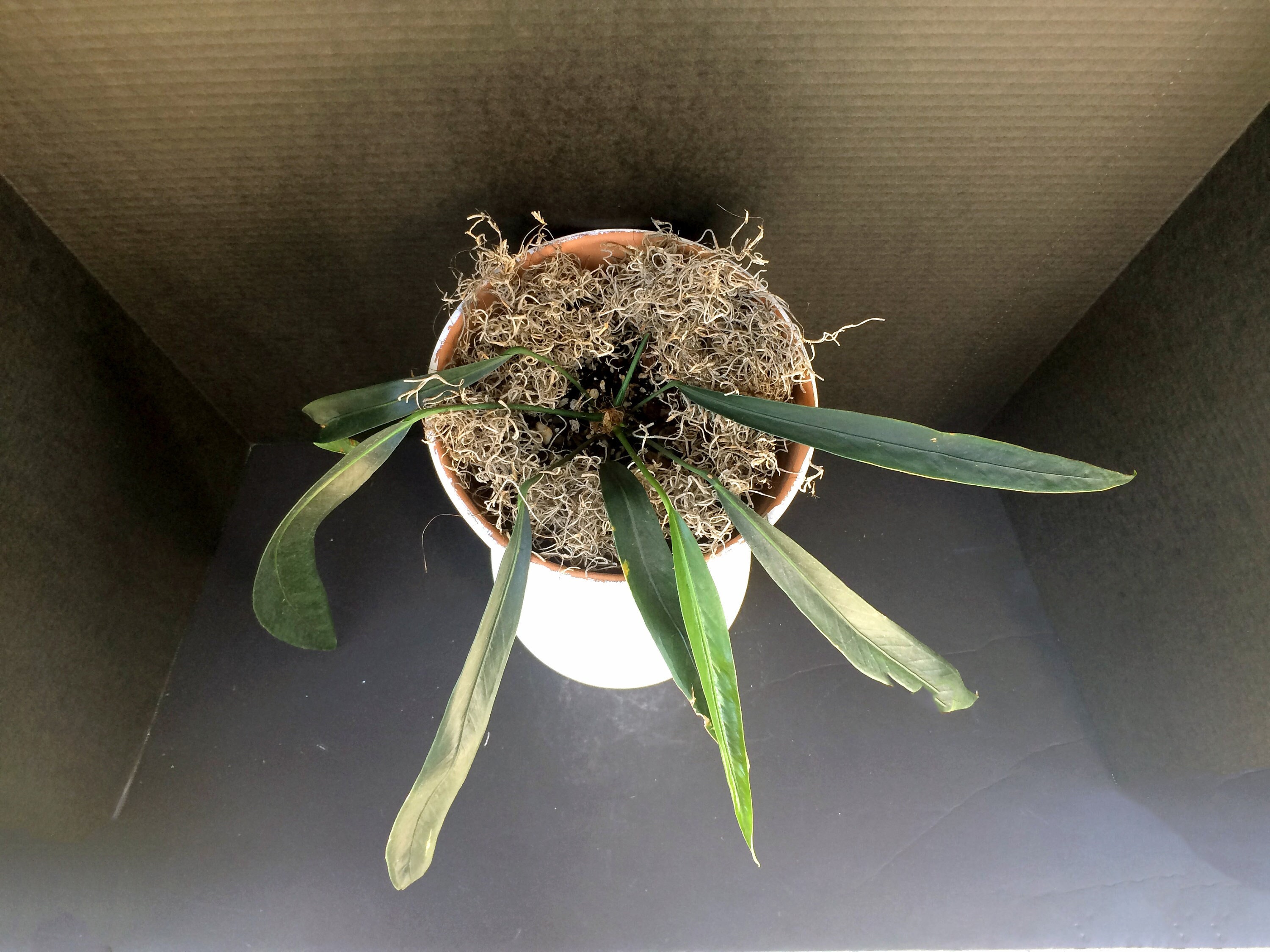 Anthurium Gracile - Etsy