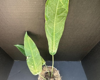 Anthurium pendulifolium 4&quot; - Live Plant
