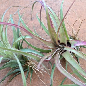 Collector Item Eric Knobloch Tillandsia streptophylla x brachycaulous image 3