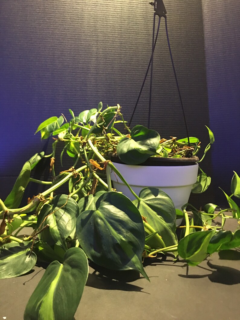 Philodendron 'Brasil' Philodendron hederaceum image 1