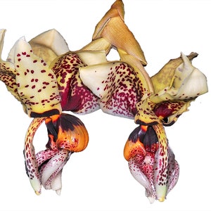 Unique and Colorful Pseudobulb Orchid Stanhopea nigroviolacea x grandiflora X Stanhopea saccata x insignis image 7