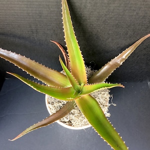 Malagasy Tree Aloe (Aloe vaombe) 6in 8in