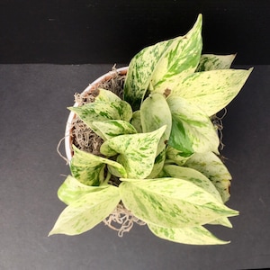 Pothos &#39;Marble Queen&#39; (Epipremnum aureum) 4in 6in