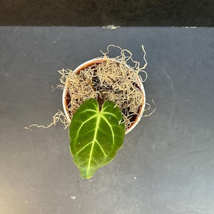 Anthurium Crystallinum X Besseae - Etsy