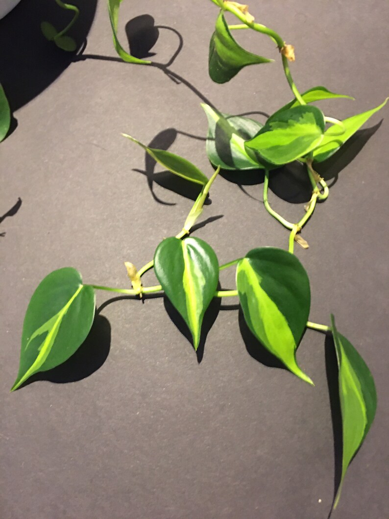 Philodendron 'Brasil' Philodendron hederaceum image 4