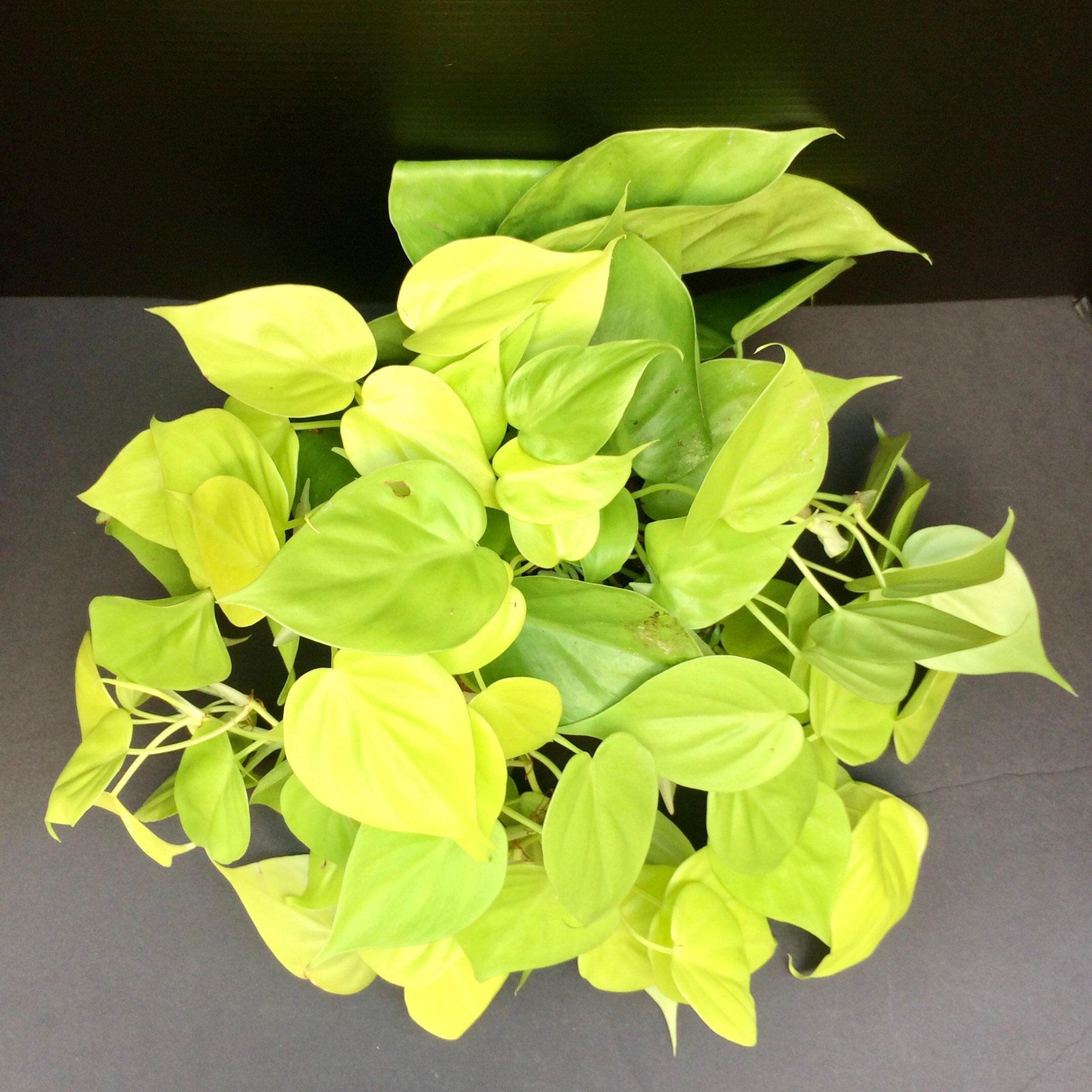 Ovata crassula lemon lime valleylynn jade plant leaves garden posted Lemon lime jade plant
