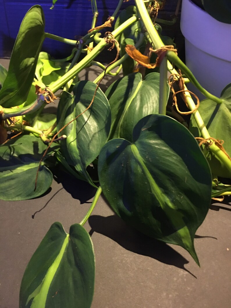 Philodendron 'Brasil' Philodendron hederaceum image 3