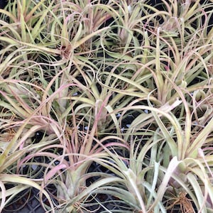 Collector Item Eric Knobloch Tillandsia streptophylla x brachycaulous image 6