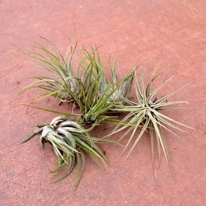 Compact and Fuzzy Air Plant Tillandsia kolbii image 2