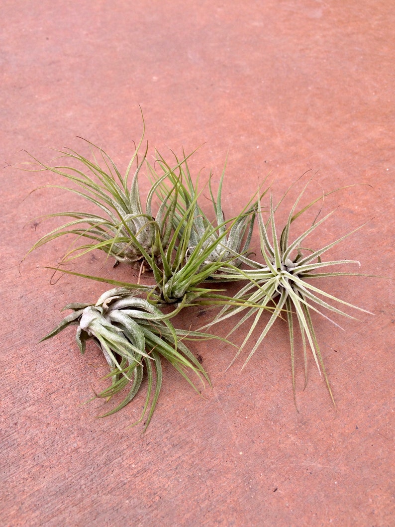 Compact and Fuzzy Air Plant Tillandsia kolbii image 2