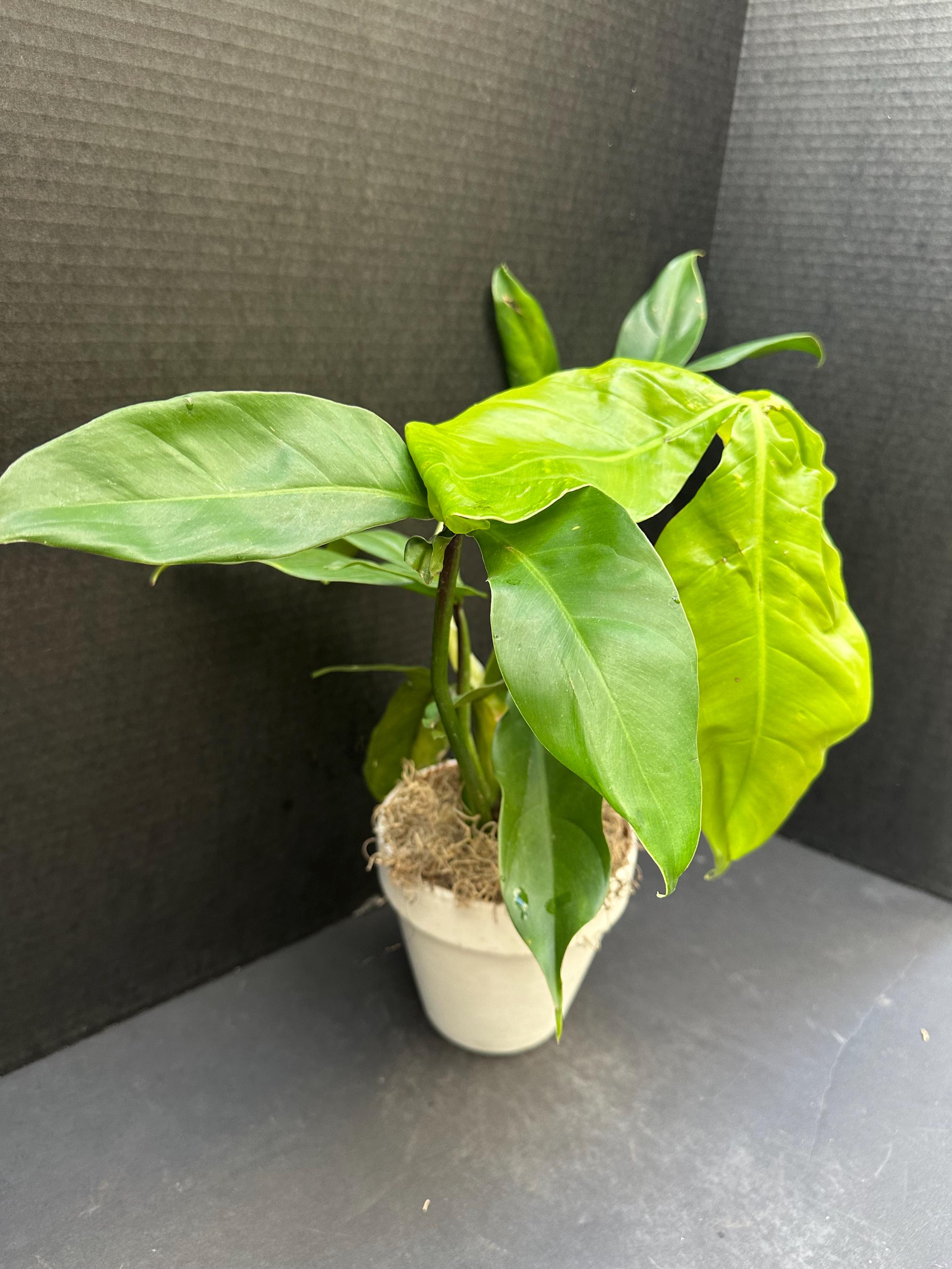Philodendron Barrosoanum #5 4" - Live Plant - Etsy