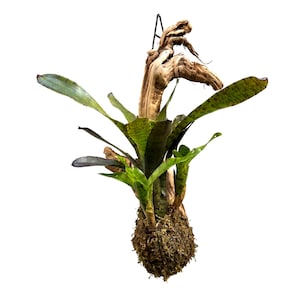 Wood Mounted Mini Bromeliad Star Ampullacea Purpurea (Neoregelia - mini) NEOSH425E