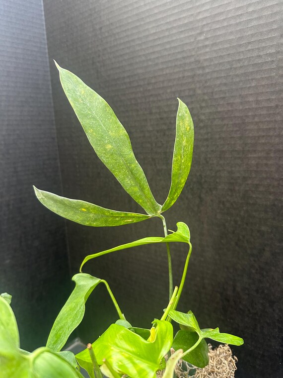 Philodendron Micranthum 4" - Live Plant - Etsy