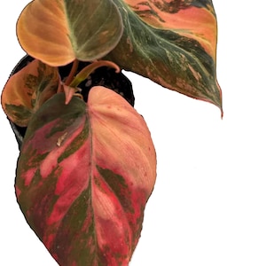 Philodendron micans Pink Variegated 4&quot; - Live Plant PRESALE