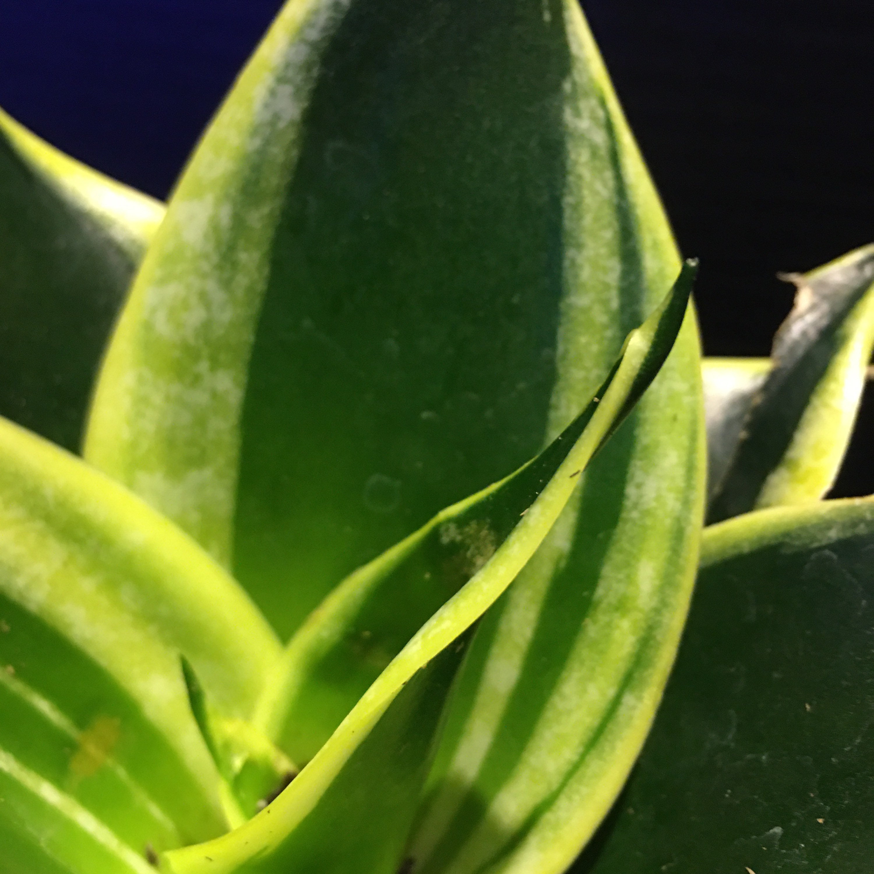 Snake Plant 'Jade Marginata Hahnii' Sansevieria Etsy