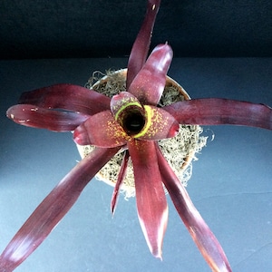 Bromeliad Star Kimberly (Neoregelia) 6 inch and 8 inch