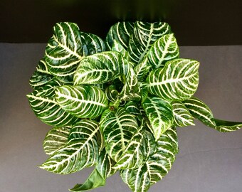 Zebra Plant (Aphelandra squarrosa) 4in 6in