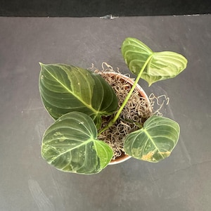 Black Gold Philodendron - Etsy
