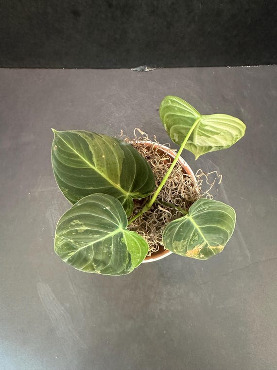 Philodendron Melanochrysum 3" - Black Gold Philodendron Variegated - Etsy