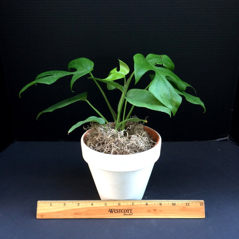 WhatTheGardens Monstera - Thumbnail 4