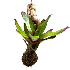 Wood Mounted Mini Bromeliad Star Olens (Neoregelia - mini) NEOSH425B