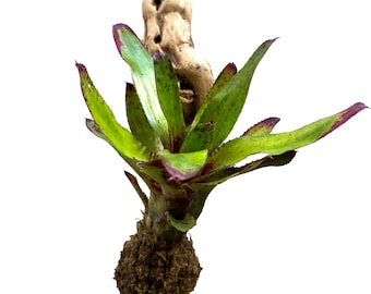 Wood Mounted Mini Bromeliad Star Olens (Neoregelia - mini) NEOSH425B