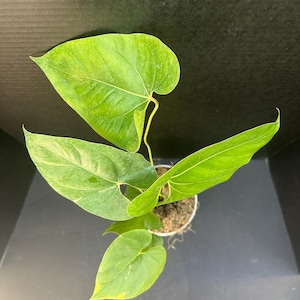 Anthurium decipiens 4&quot; - Live Plant