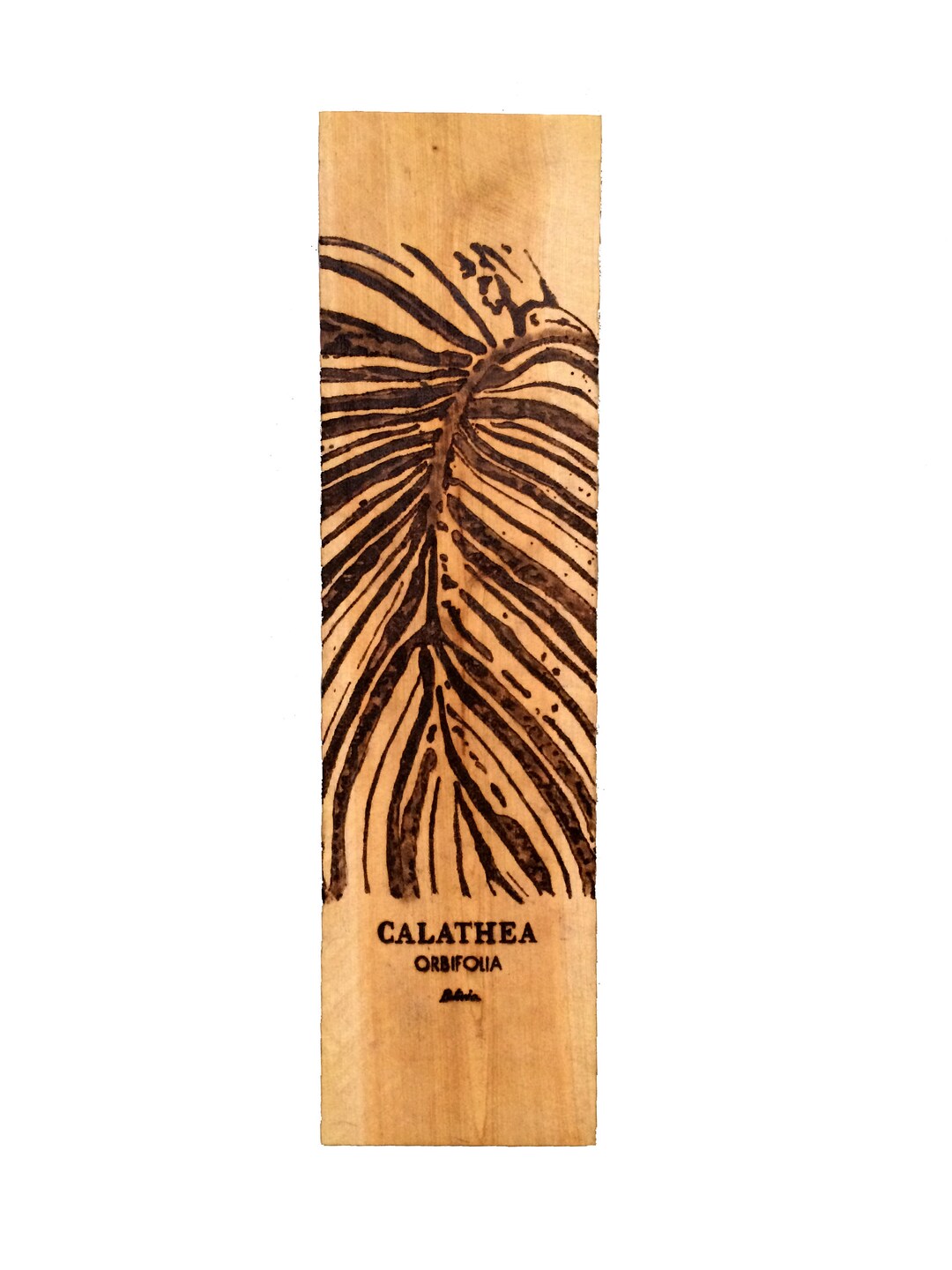 Pyrography Calathea Orbifolia on Cedar Wood Burned Image Etsy