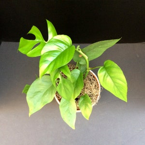 Mini Monstera (Rhaphidophora tetrasperma) 4in 6in 8in