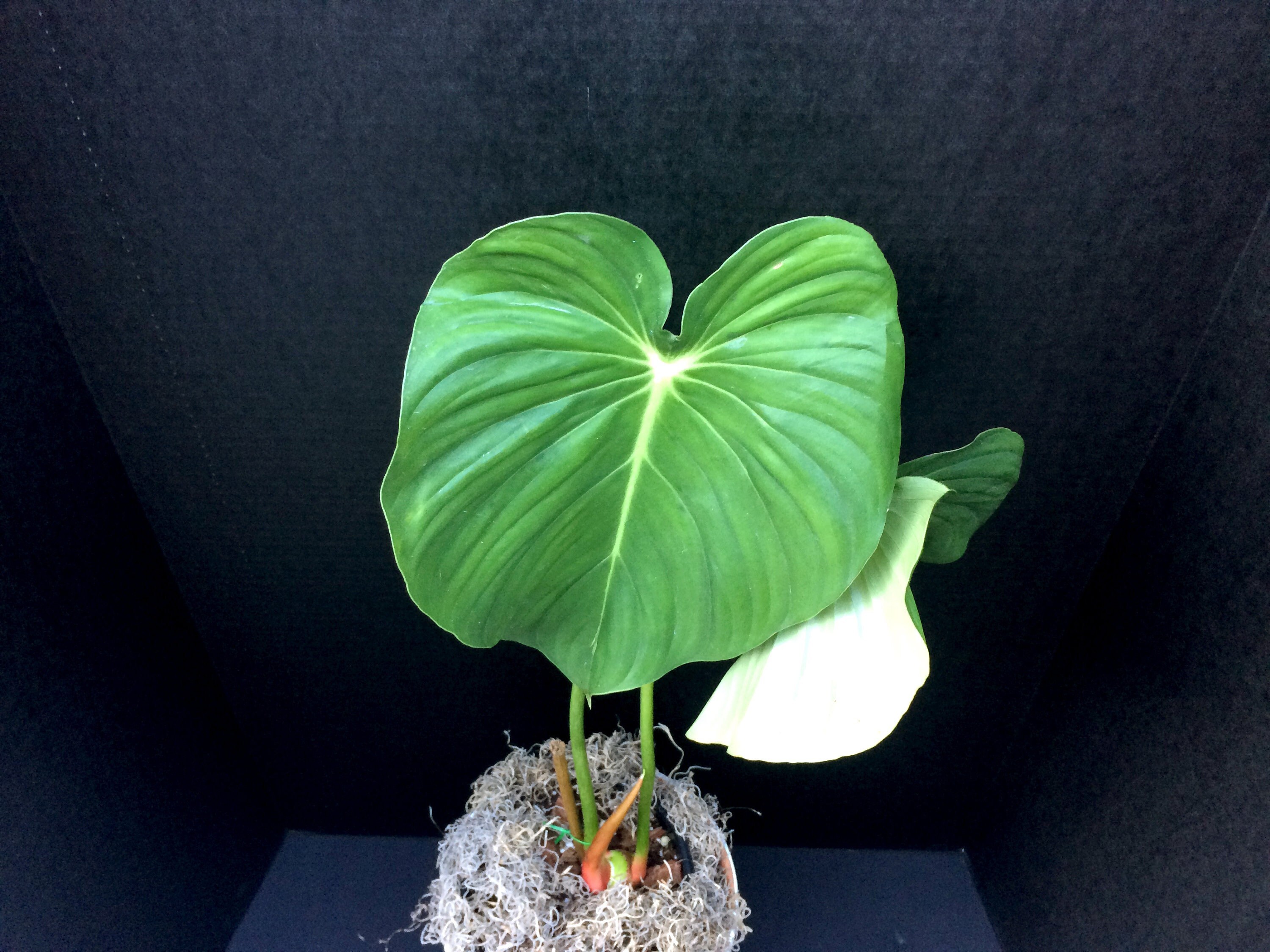philodendron williamsii variegated Thaumatophyllum williamsii variegated