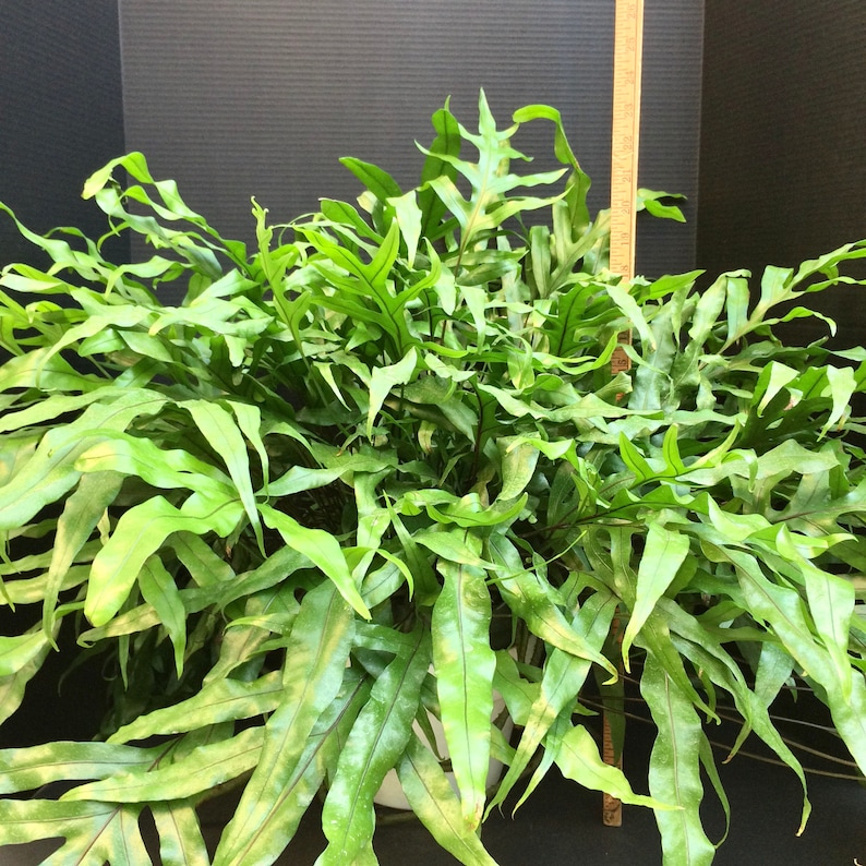 Kangaroo Paw Fern microsorum Diversifolium 6in 8in Etsy