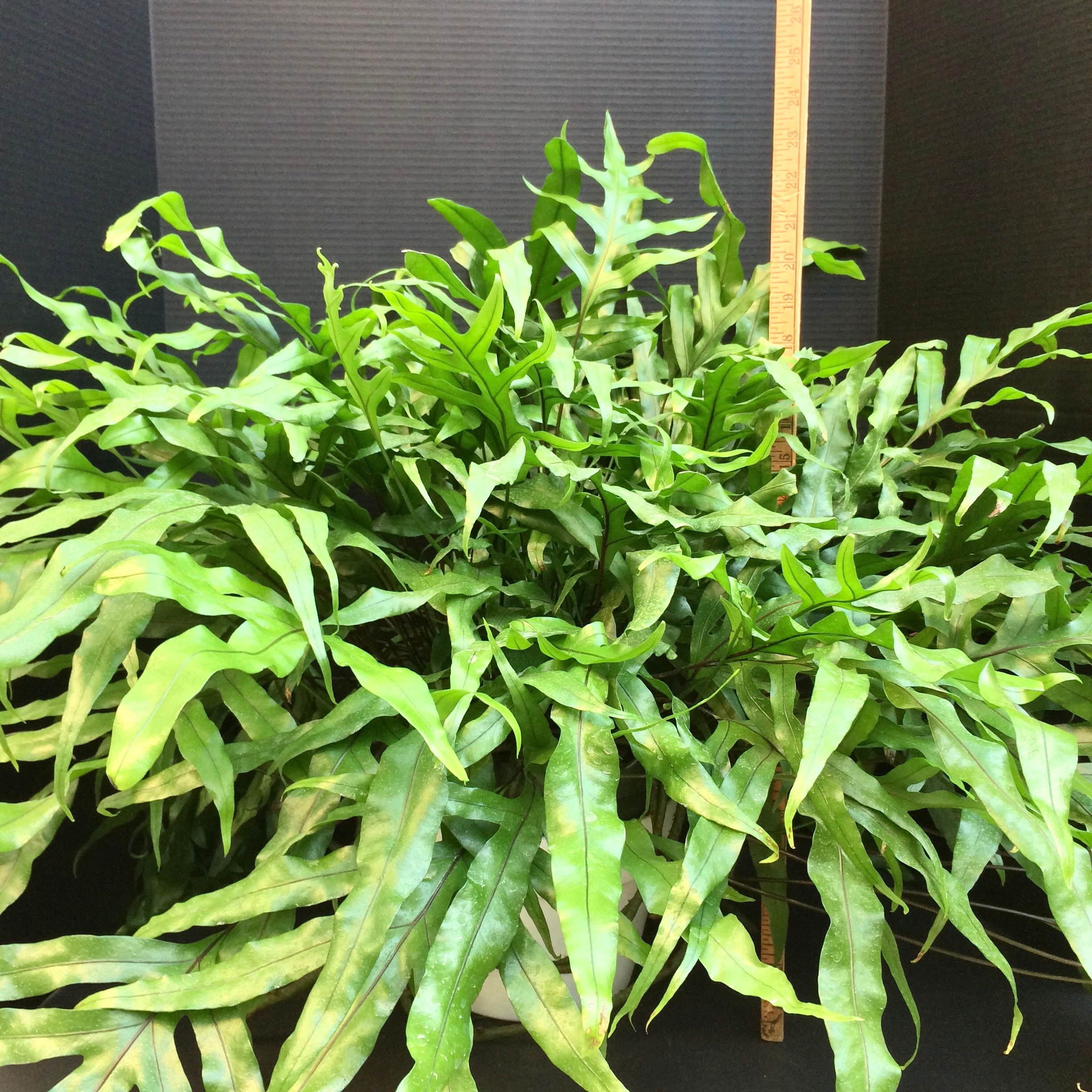 Kangaroo Paw Fern (microsorum Diversifolium) 6in 8in - Etsy