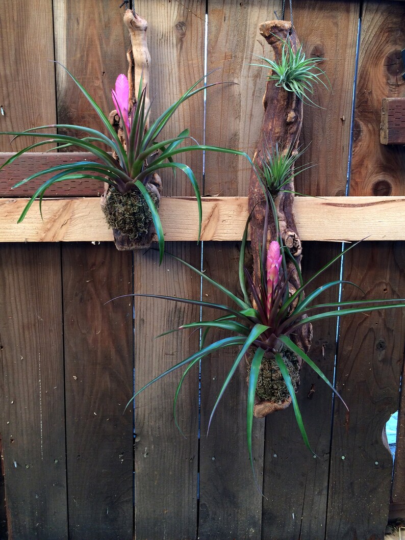 Tillandsia cyanea Multiple Sizes of Wood Mounted Pink Quill Tillandsia var. image 7