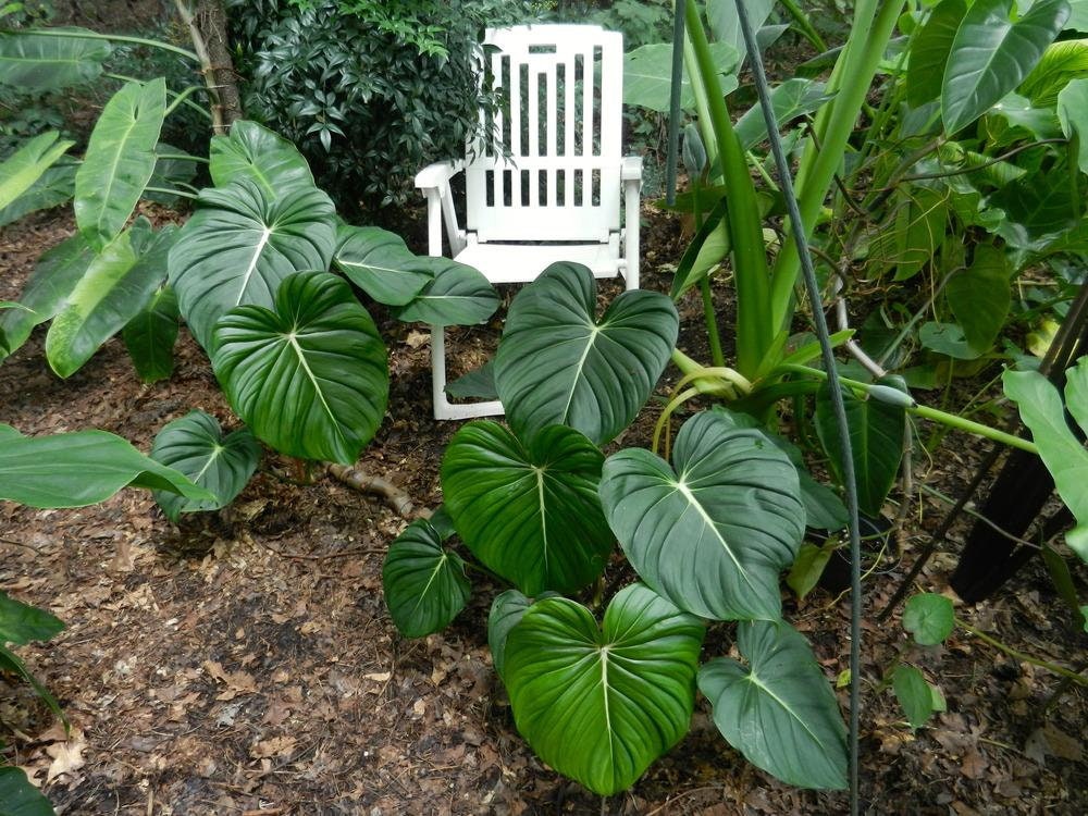 Creeping and Crawling (philodendron Pastazanum) Seedling 6in 8in - Etsy