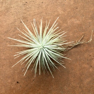 May include: A light green air plant with long, spiky leaves radiating from a central point. The plant has a fuzzy texture and a few thin, brown roots extending from the base. The background is a textured, brown surface.