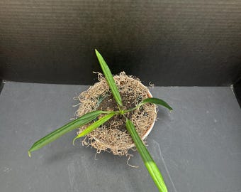 Anthurium ceronii 4&quot; - Live Strap-Leaf Plant