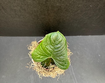 Anthurium Green Crocodile 4&quot; - Live Plant WYSIWYG Flat Sinus