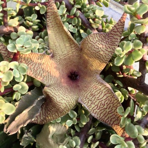 Stapelia gigantea - Carrion Flower Cuttings 4&quot; 6&quot;
