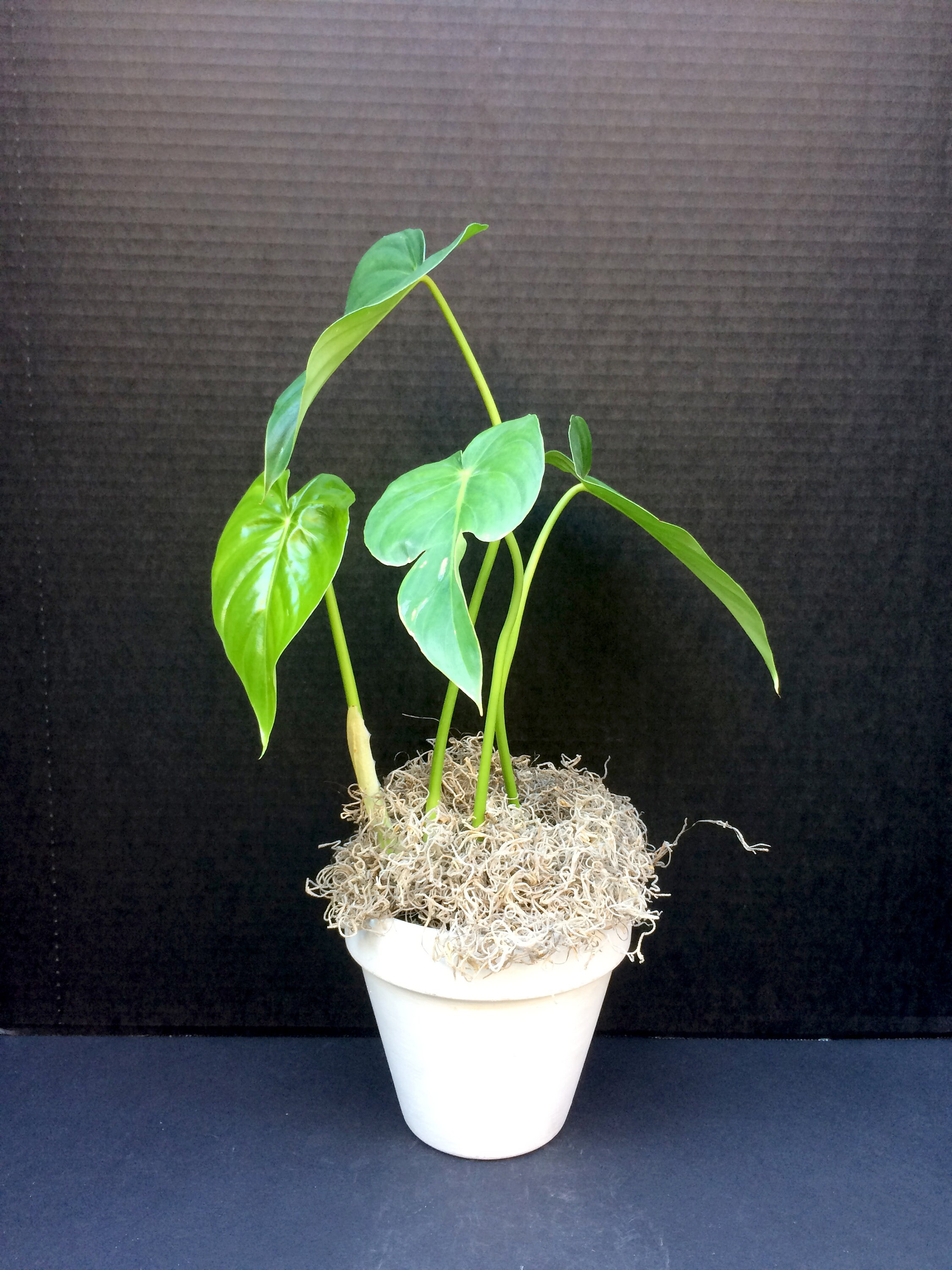 Creeping and Crawling (philodendron Pastazanum) Seedling 6in 8in - Etsy