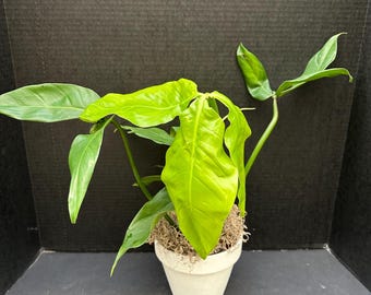 bougainville plante Buy Bougainvillea Variegated Pink Plant online at best price main image 1