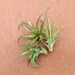 see more listings in the Tillandsia (Air Plants) section