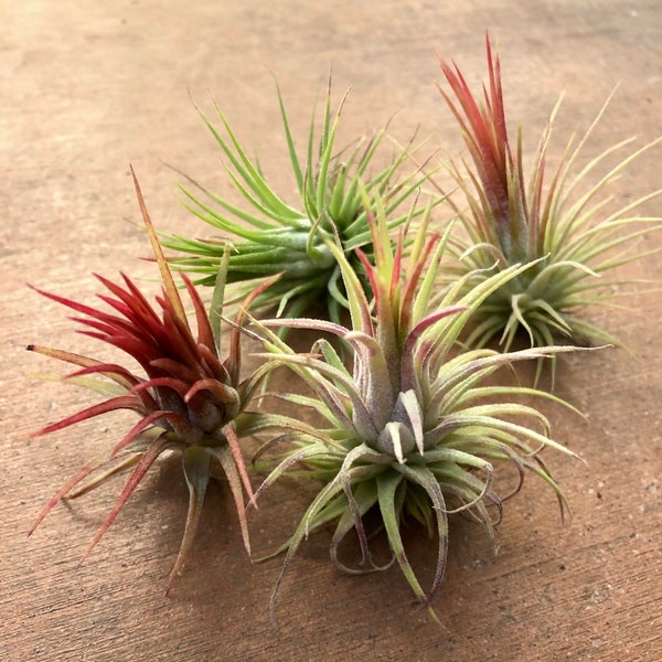 Colorful Fuego (Tillandsia ionantha 'Fuego')