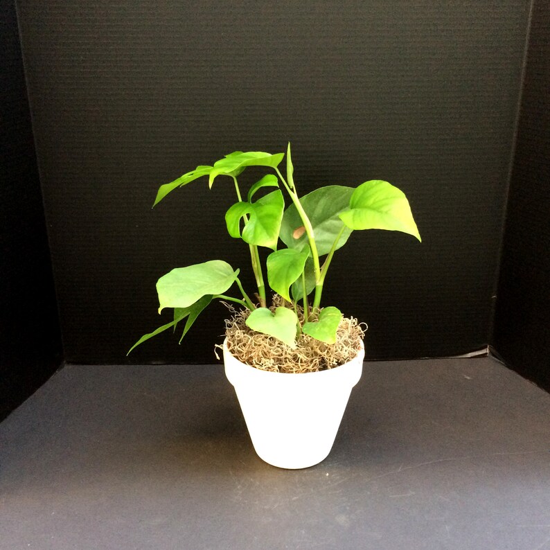 WhatTheGardens Monstera - Thumbnail 5