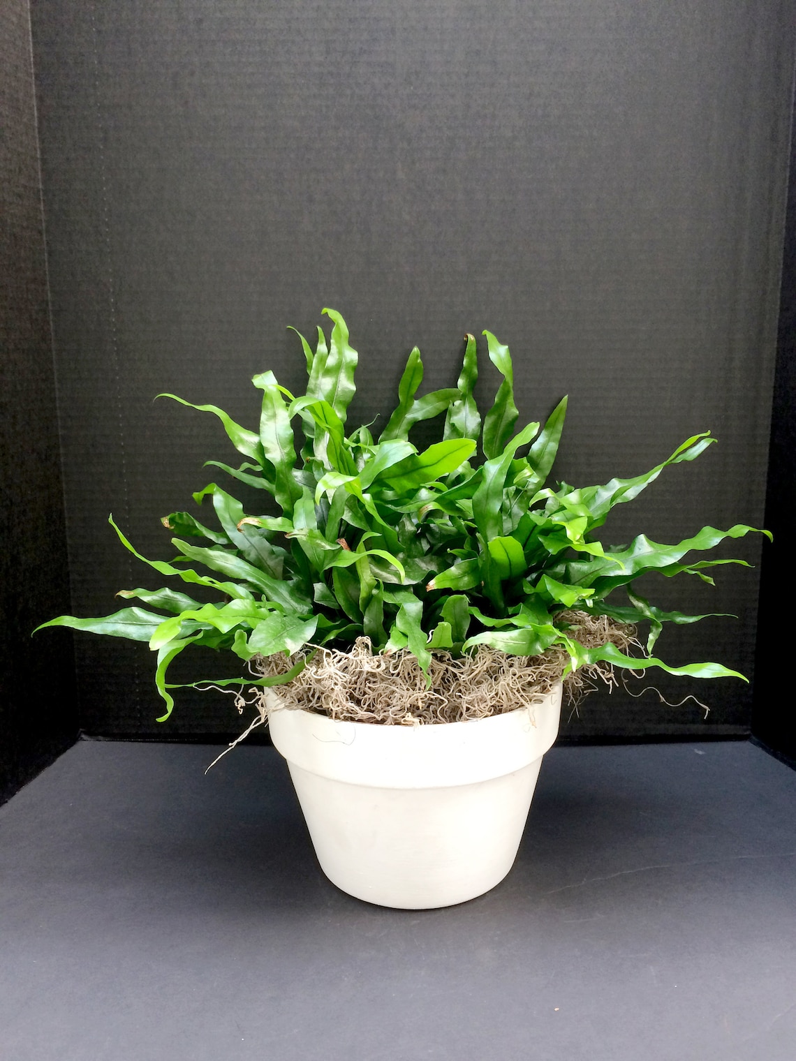 Kangaroo Paw Fern microsorum Diversifolium 6in 8in Etsy Canada