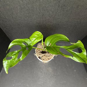 Monstera Pinnatipartita - Etsy