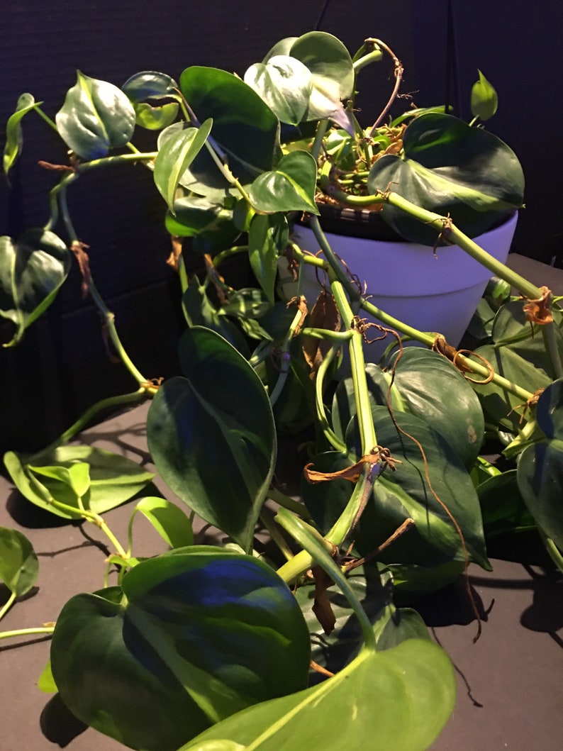 Philodendron 'Brasil' Philodendron hederaceum image 2