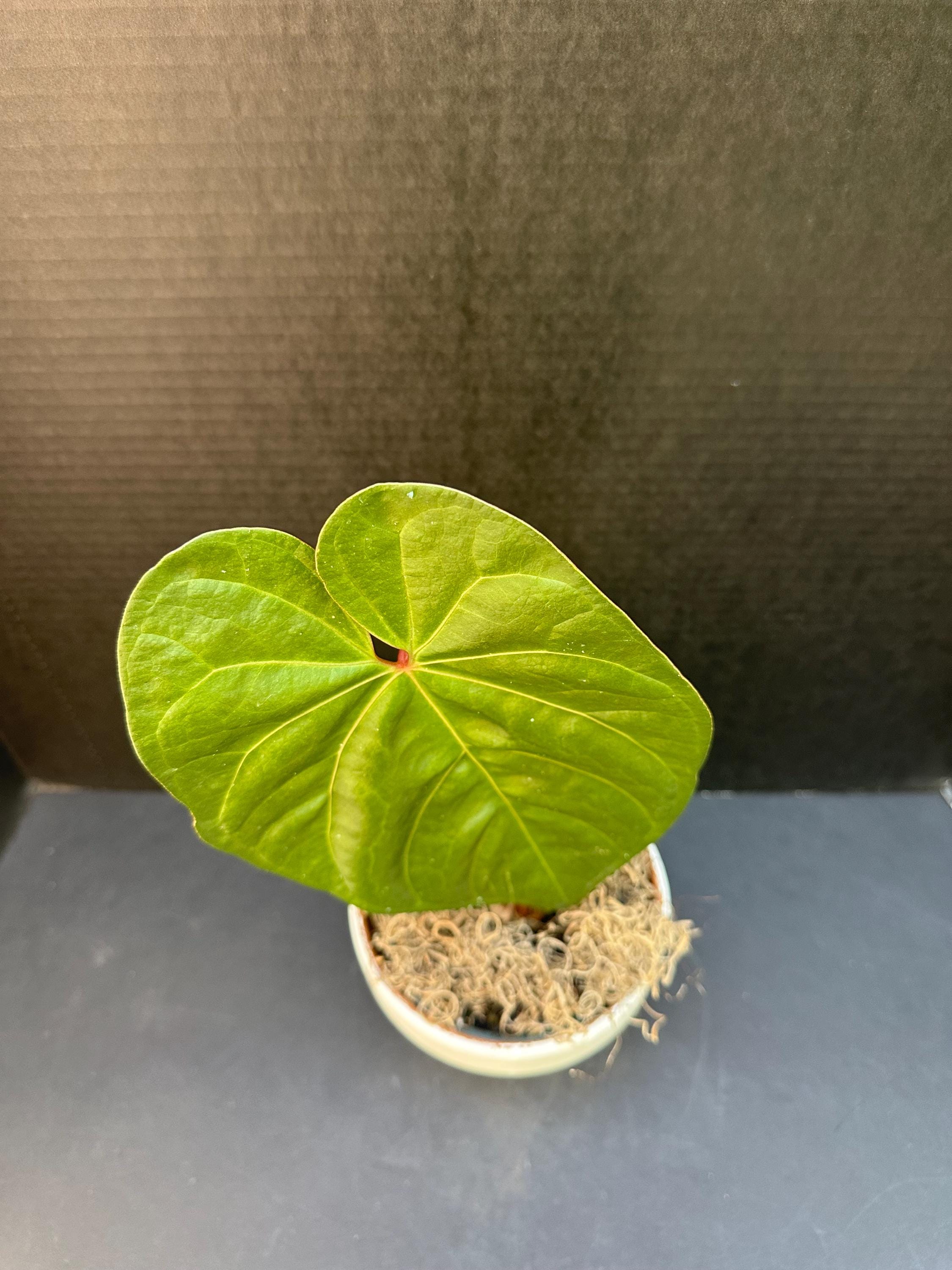 177 nigrolaminum ニグロナミナム　アンスリウム 177 nigrolaminum ニグロナミナム アンスリウム