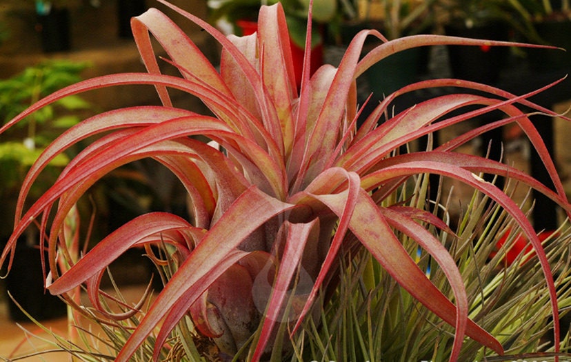 Collector Item Eric Knobloch (tillandsia Streptophylla X